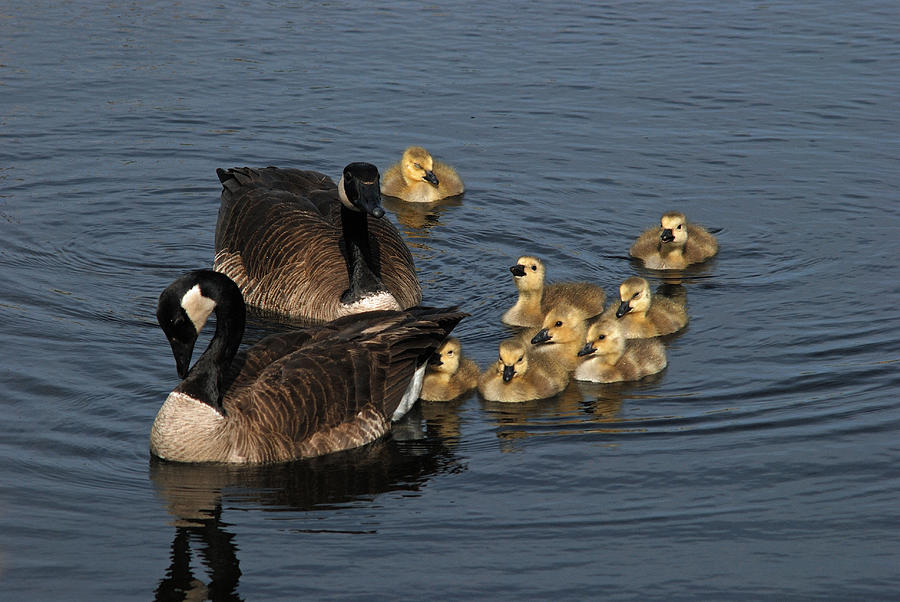 A Family Of Canada Geese Photograph by Janice Adomeit