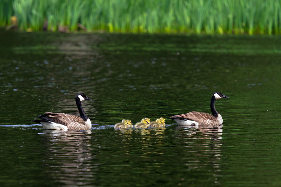 Bird Photograph - A Family of Canada Geese by Michael Russell