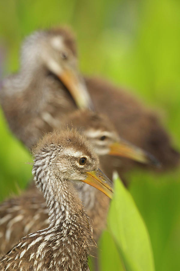 Nature Photograph - A Family Of Limpkin Chicks, Aramus by Maresa Pryor