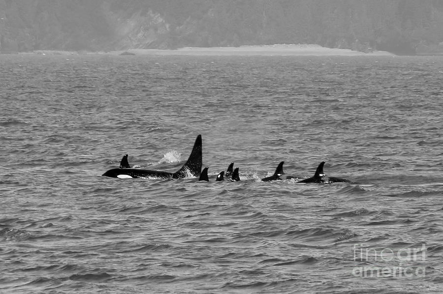 A Family of Orcas Photograph by Jennifer White