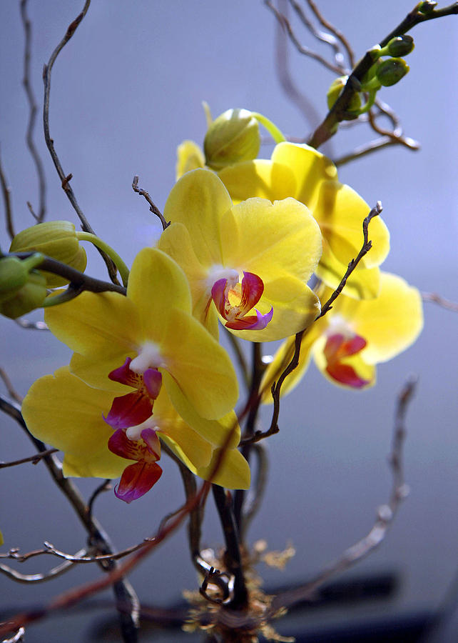 A Family Of Orchids Photograph by Cora Wandel