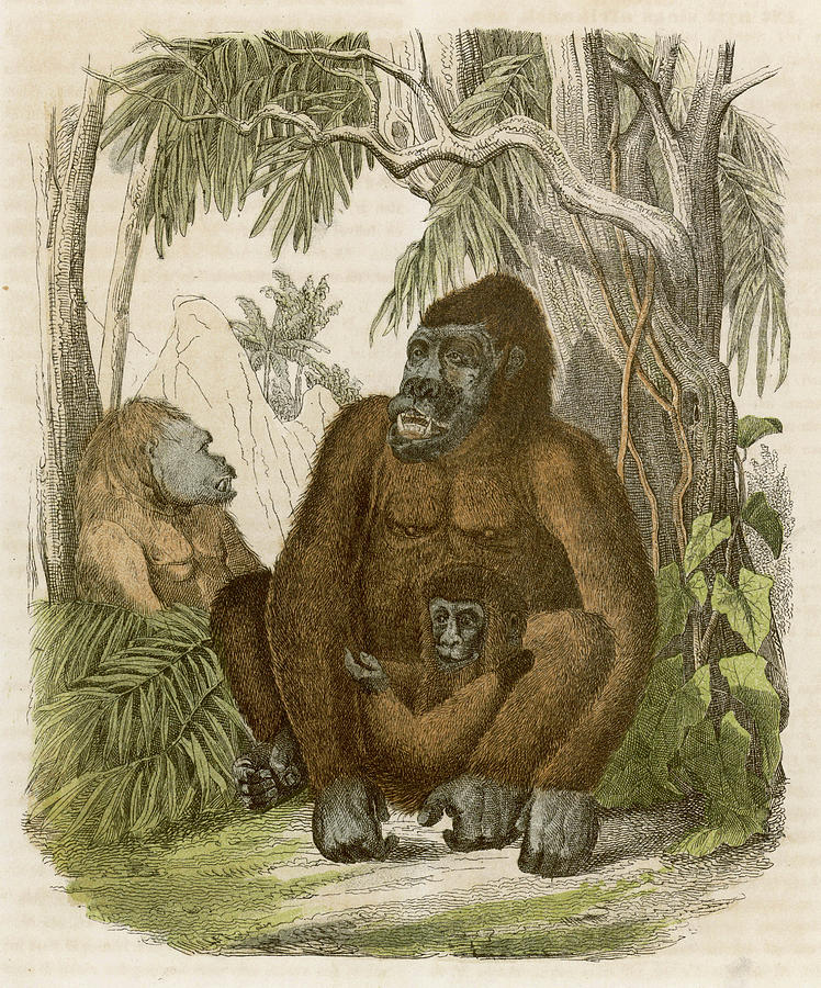 Gorilla Drawing - A Family Of Three Gorillas In The Jungle by Mary Evans Picture Library