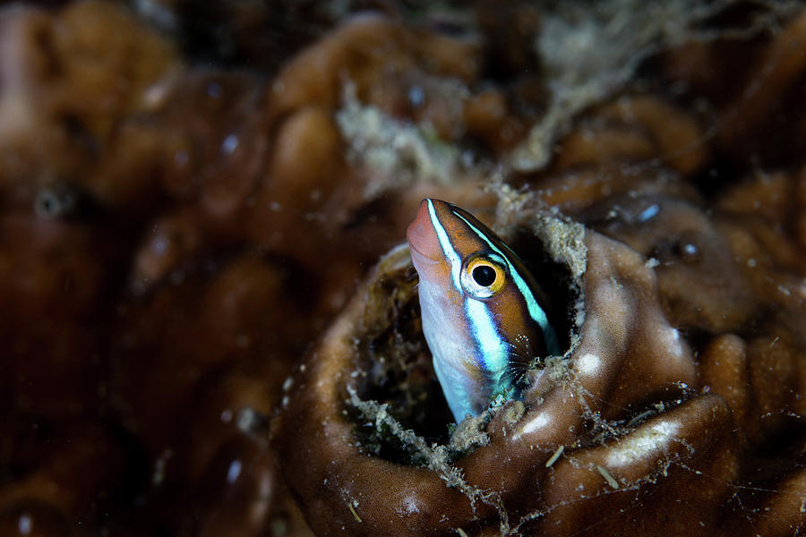 A Fangtooth Blenny Pokes Its Head Photograph by Ethan Daniels