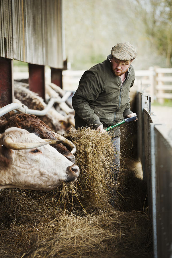 A Farmer With A Pitchfork Of Hay Feeding A Row Of Longhorn Cattle