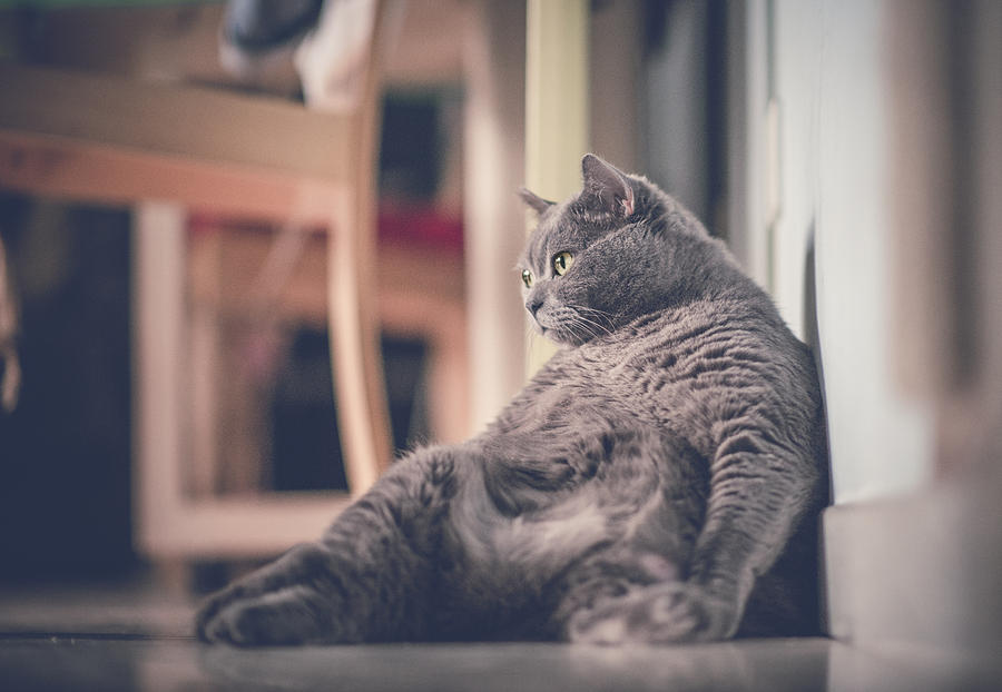 A fat cat leaning against wall Photograph by Olivia ZZ