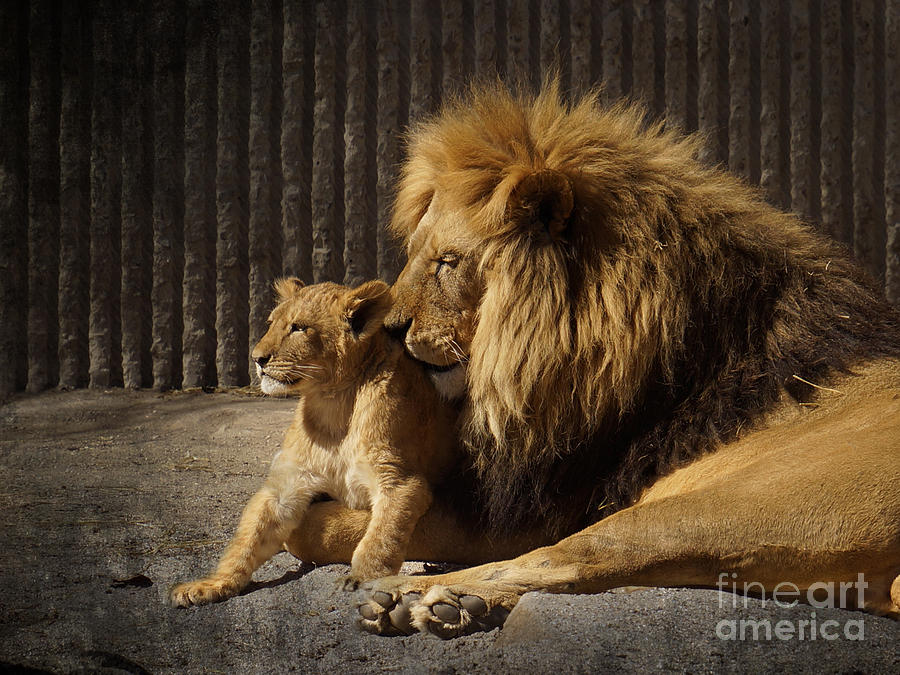 A Fathers Love Photograph by Inge Riis McDonald