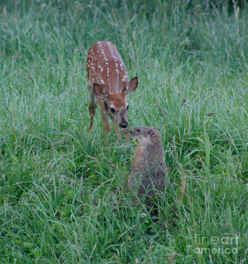 A Fawn and a Woodchuck Photograph by Jim Lepard