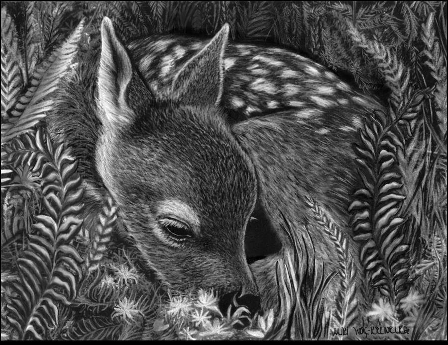 Deer Drawing - A Fawn in the Ferns by Miki Krenelka