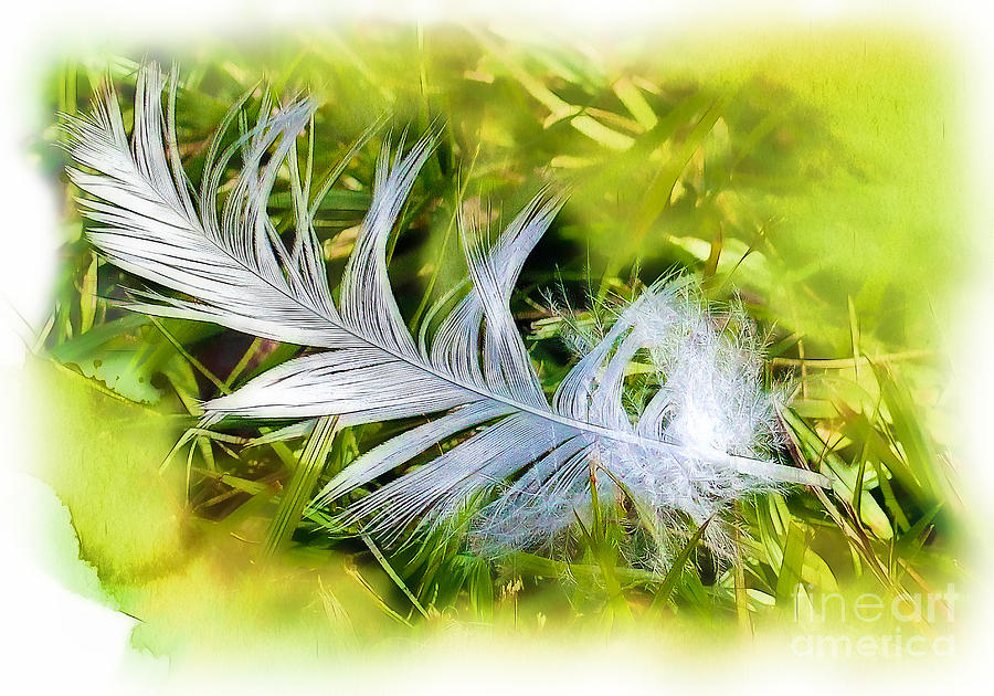 A Feather . . . Photograph by Judi Bagwell