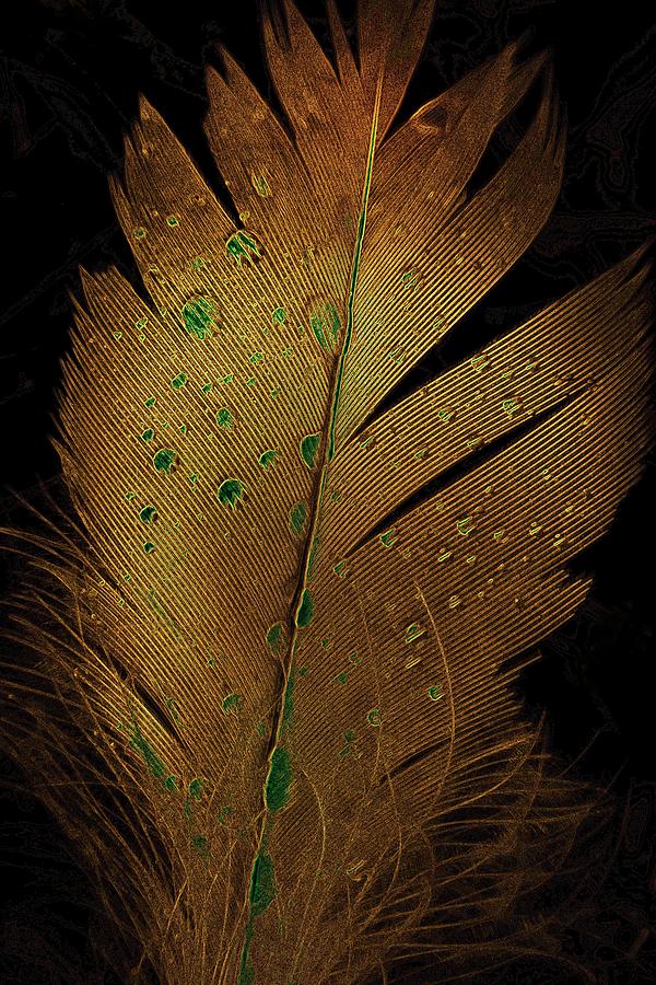 Abstract Photograph - A Feather for Her Hair by Abbie Loyd Kern