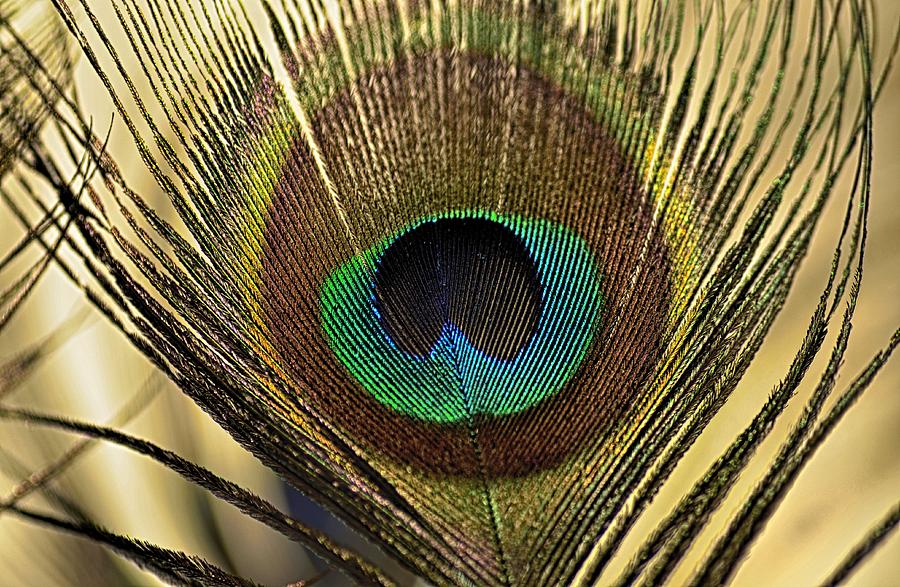 A Feather  Photograph by Martina Fagan