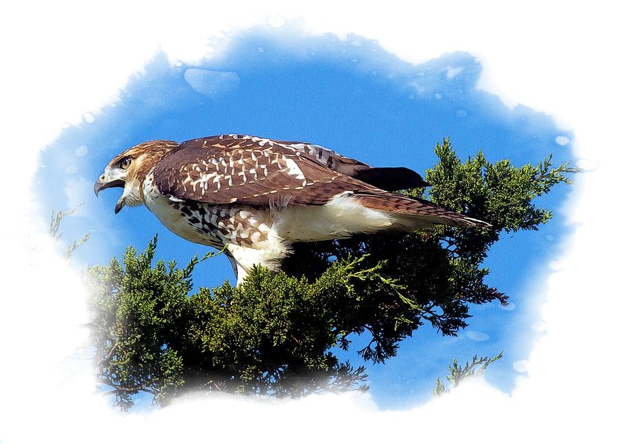 A Feisty Juvenile Red-tailed Hawk   Photograph by Constantine Gregory