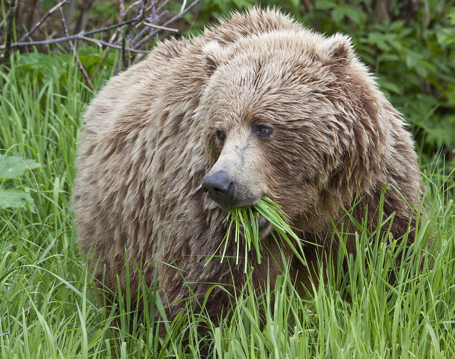 Katmai National Park Photograph - A Female Brown Bear Feeds On Sedge by Ken Baehr