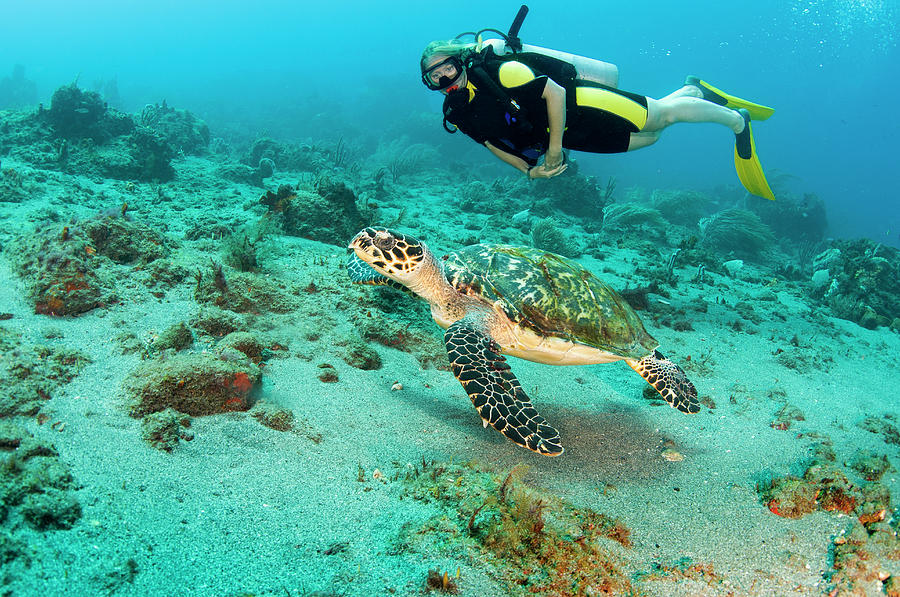 A Female Diver Swims With Loggerhead Photograph By Turner Forte - Fine 