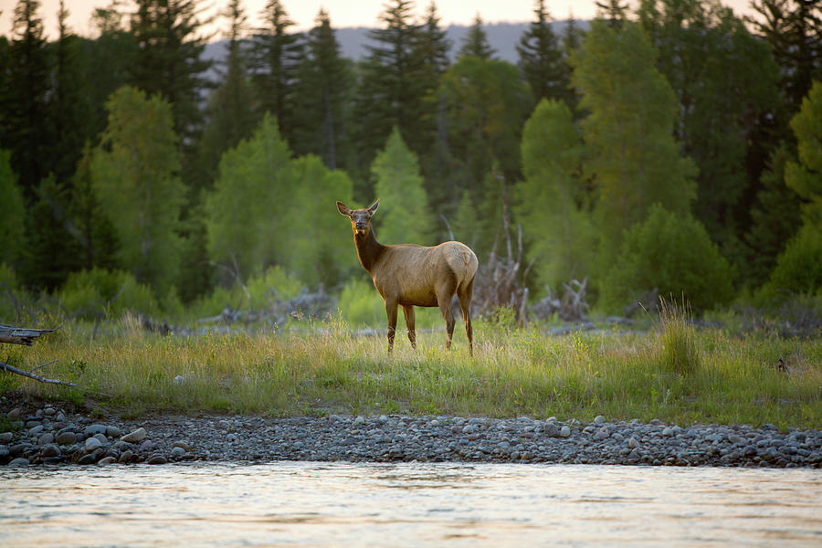 A Female Elk Stands Looking Photograph By Chris Ross - Fine Art America