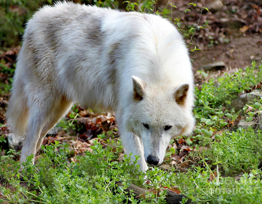 japanese wolf cut female