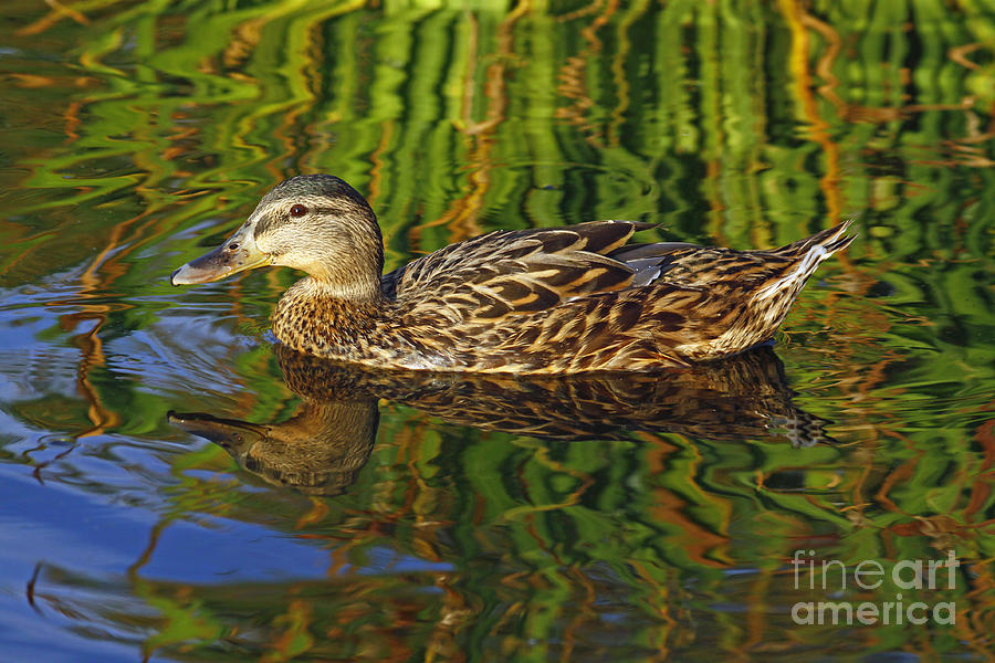 A Female Mallard Ducks Journey Photograph by Kenny Bosak