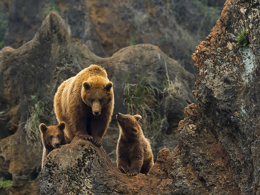A female of brown bear, and her two cubs on top of a rock in the mountain. Photograph by Javier Fernández Sánchez