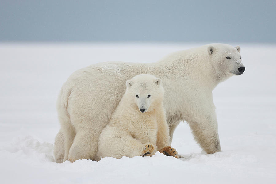 A Female Polar Bear And Her Two Cubs Photograph by Hugh Rose - Fine Art ...