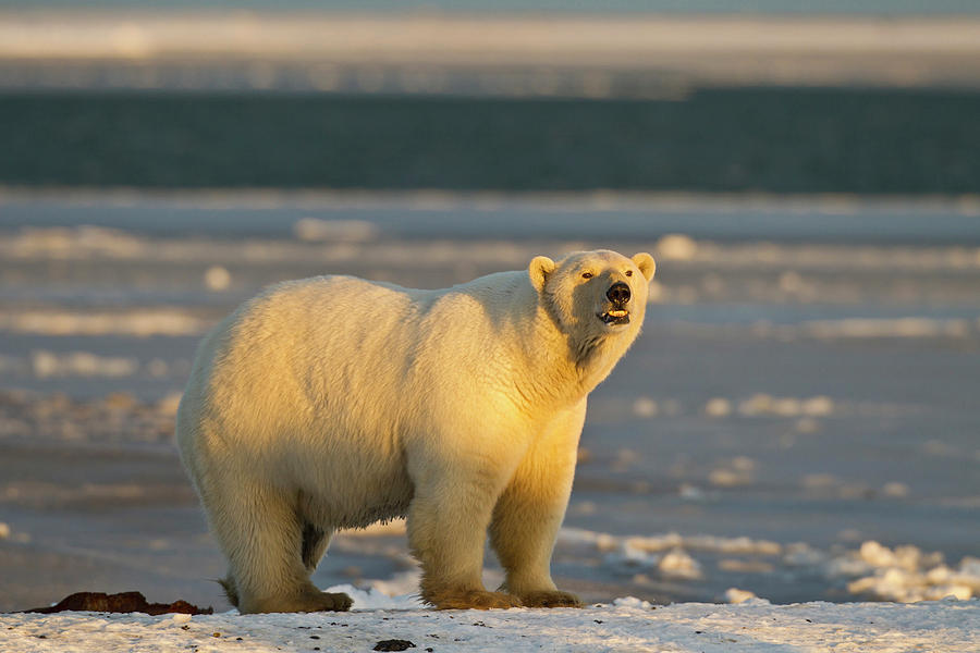 A Female Polar Bear Stands On A Snow Photograph by Hugh Rose | Fine Art ...