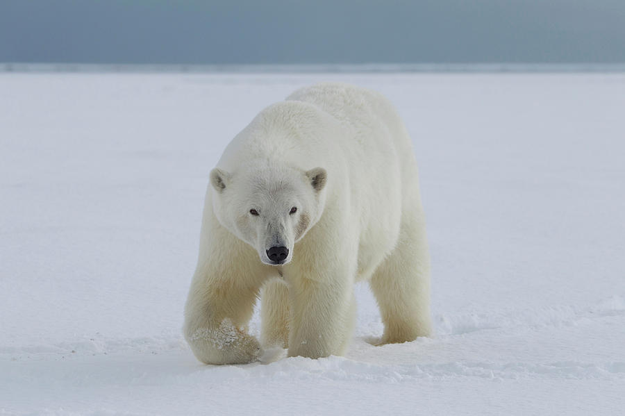 A Female Polar Bear Walks Photograph by Hugh Rose - Pixels