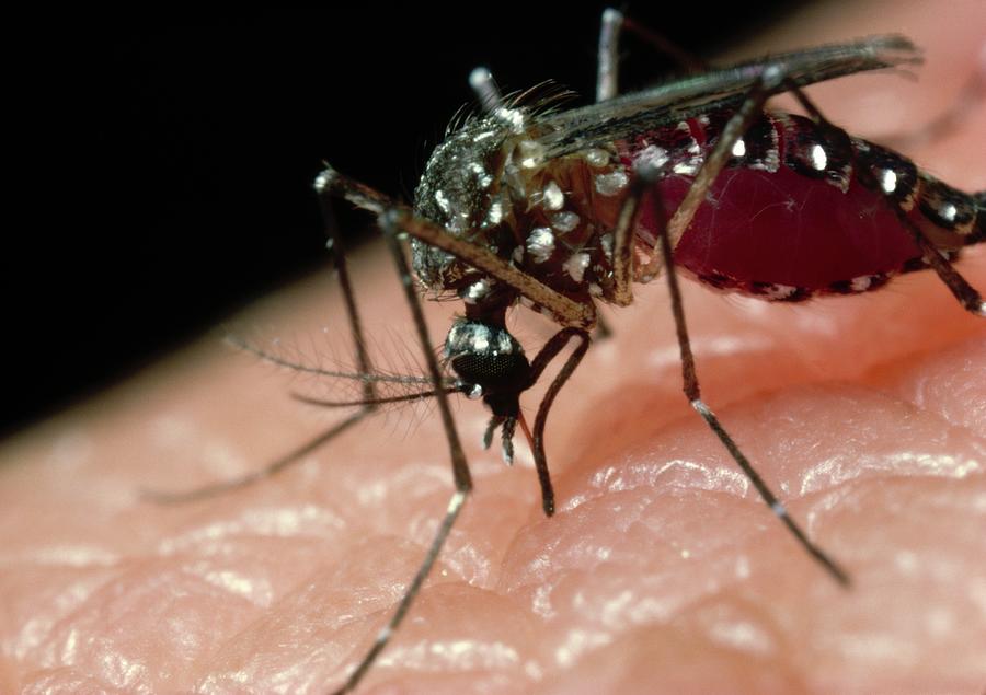 A Female Yellow Fever Mosquito Photograph by Martin Dohrn/science Photo ...