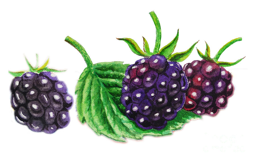 Just A Few Blackberries Painting by Irina Sztukowski