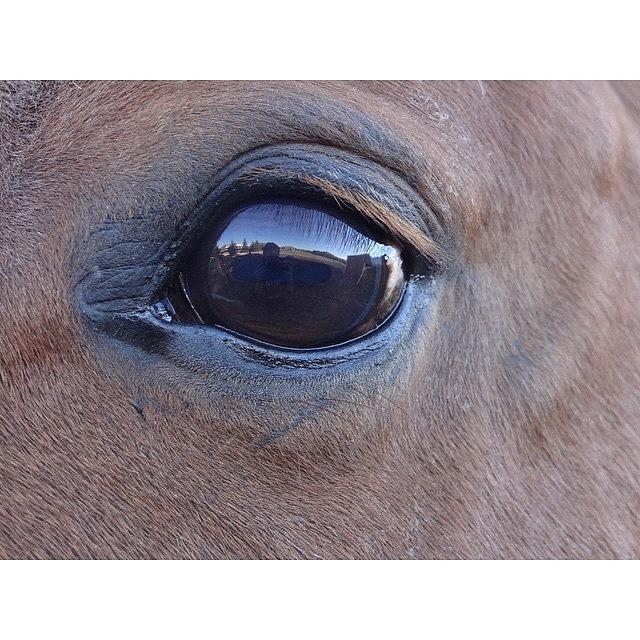 Horse Photograph - Reflect by Maddie R