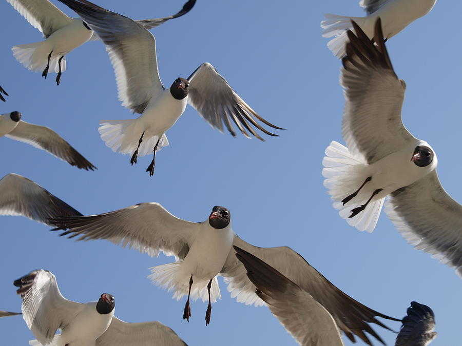 A Few Gulls  Photograph by James Granberry