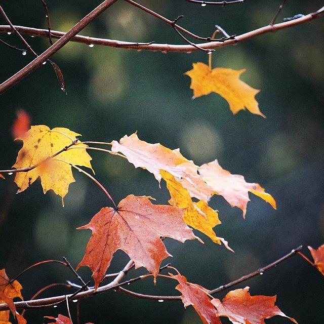 Fall Photograph - A Few Leaves Left #fall #autumn #leaves by Lisa Thomas