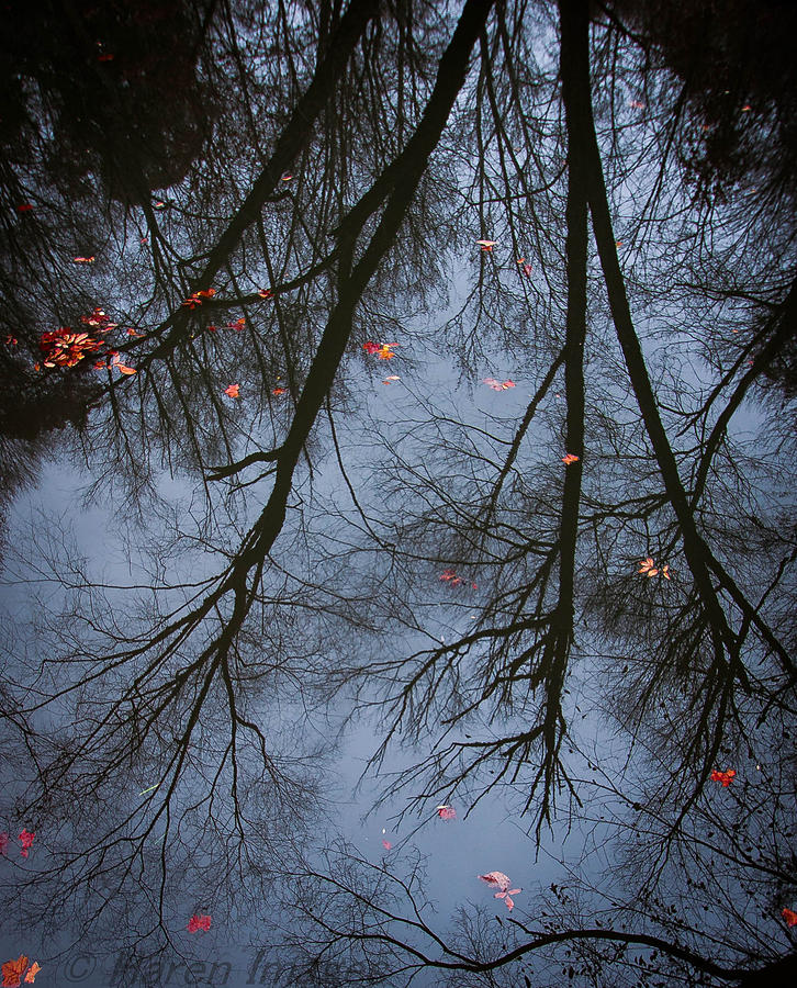 A Few Leaves Left Photograph by Haren Images- Kriss Haren