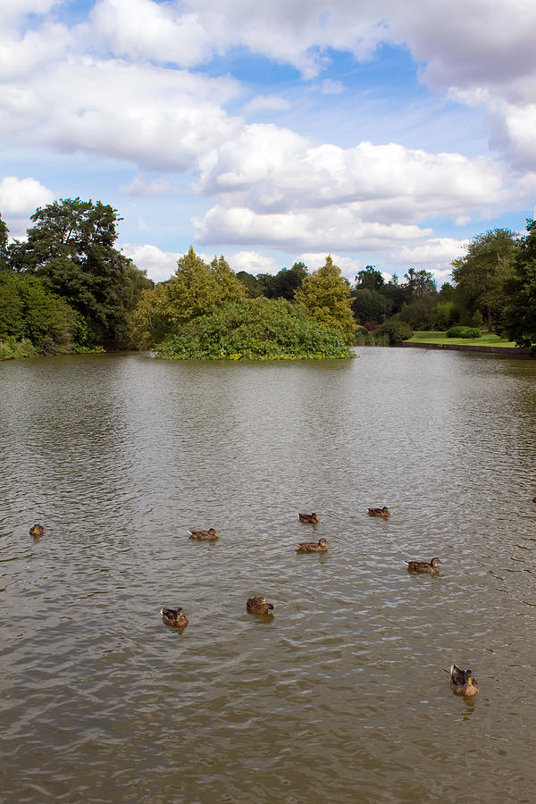 Duck Photograph - A few mallards swim across the lake by Fizzy Image
