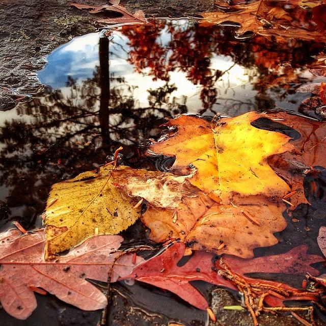 Fall Photograph - A Few More #autumn #leaves Just Stuck by Craig Szymanski
