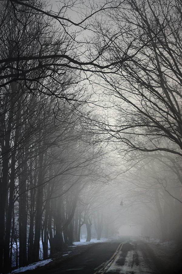 A Few of My Favorite Things Trees in Fog Photograph by Penny Hunt