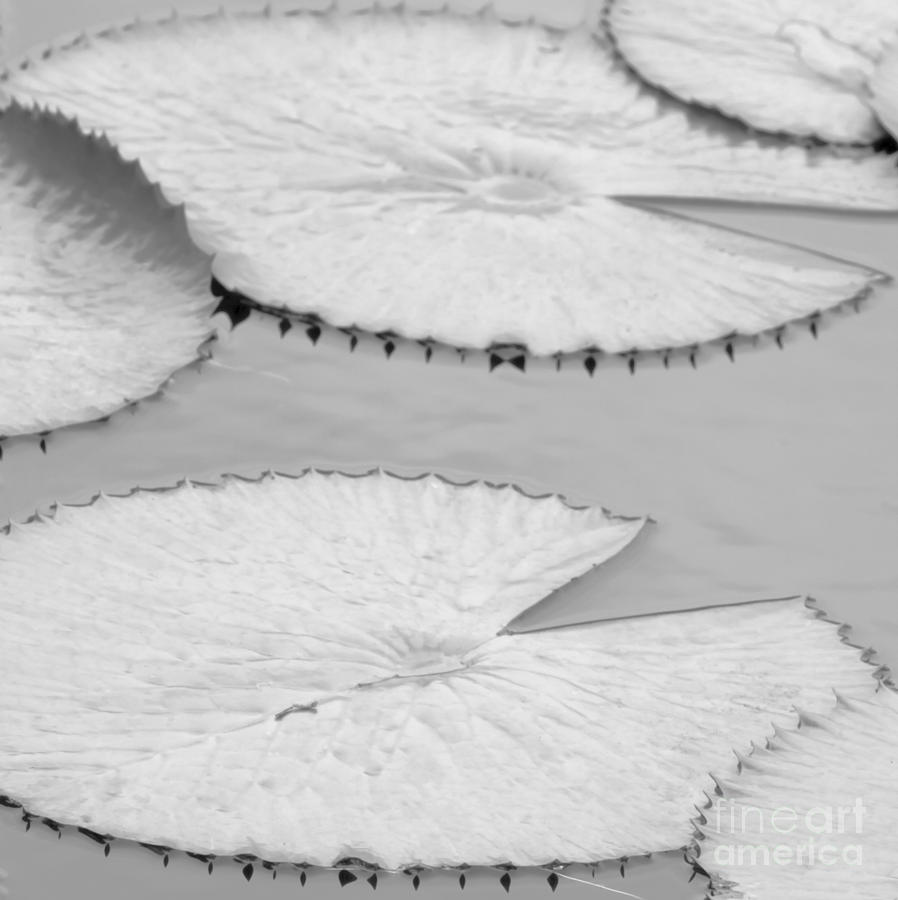 Black And White Photograph - A Few Water Lily Pads #9 by Sabrina L Ryan