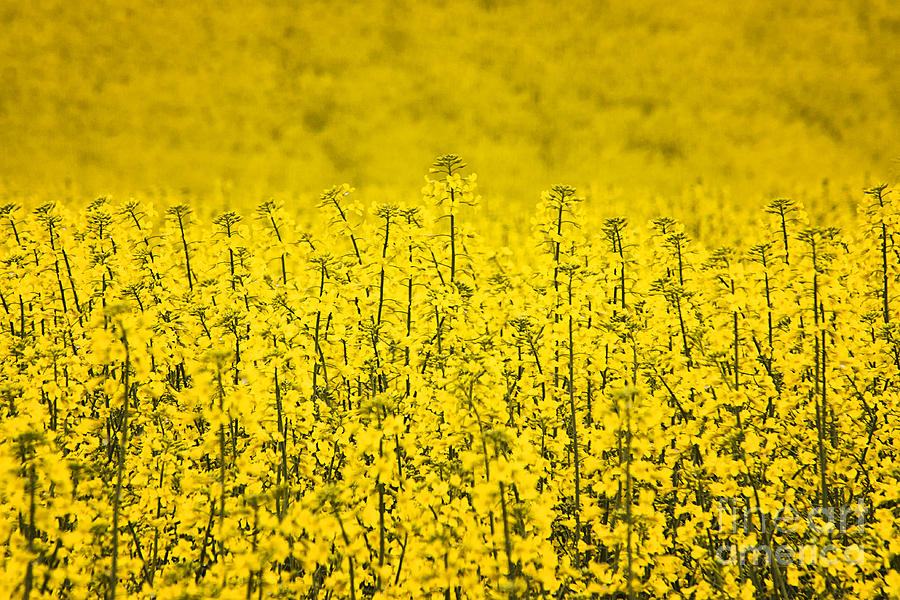 A Field of Canola  Photograph by Priscilla Burgers
