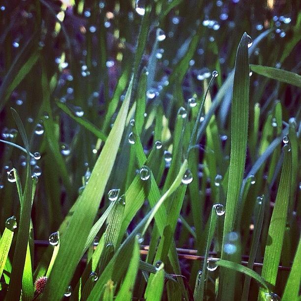 Waterdrops Photograph - A Field Of Dew Drops by Kim Gourlay