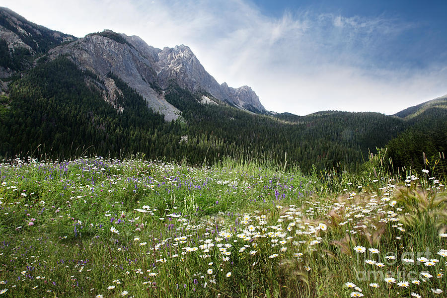 A field of flowers growing in the Rocky Mountains Photograph by Sandra Cunningham