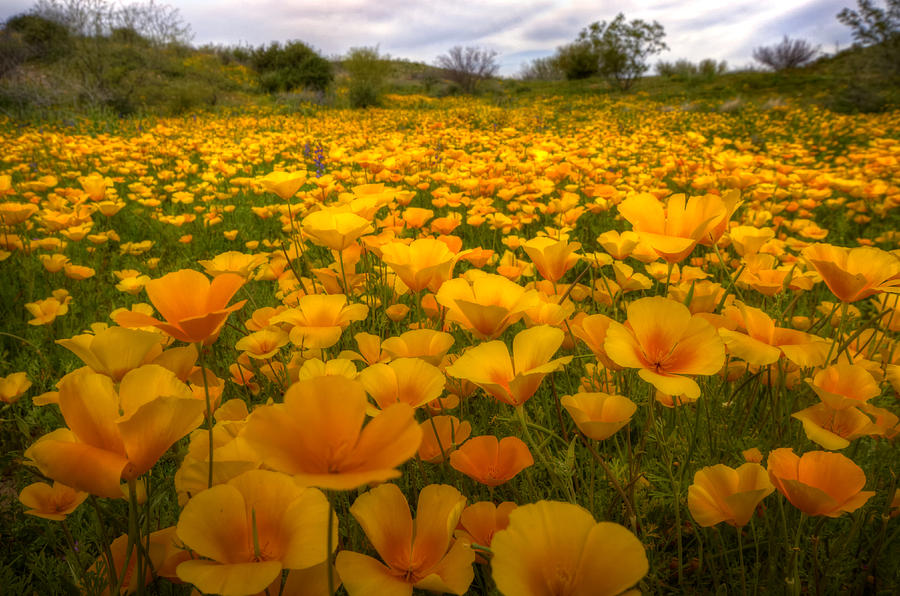 A Field of Mexican Poppies Photograph by Saija Lehtonen