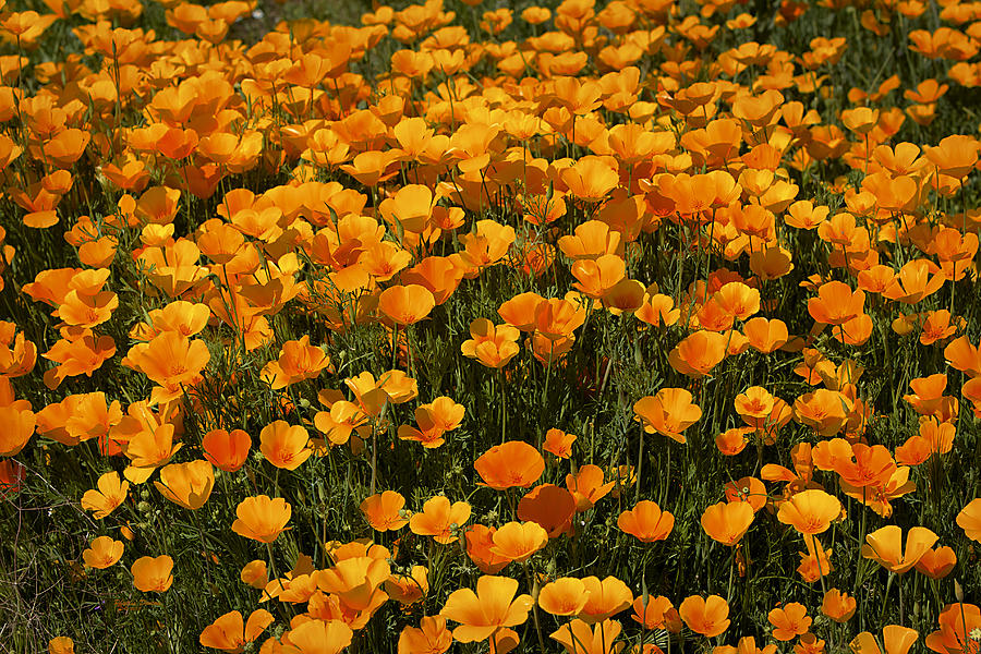 Poppy Photograph - A Field Of Poppies by Phyllis Denton