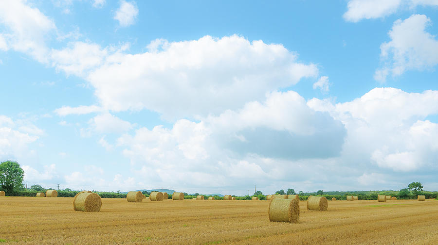 A Field Of Round Bales In Summer Photograph by Leverstock