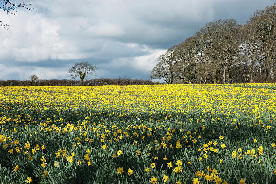 A Field Of Yellow Daffodils Photograph by Guy Heitmann / Design Pics