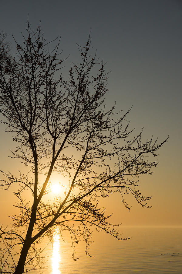A Filigree of Branches Framing the Sunrise Photograph by Georgia Mizuleva