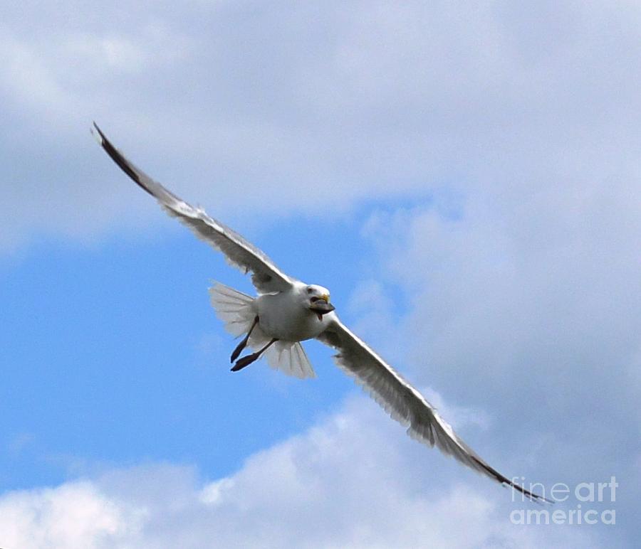 Seagull Photograph - A Fine Catch by Lisa Kilby