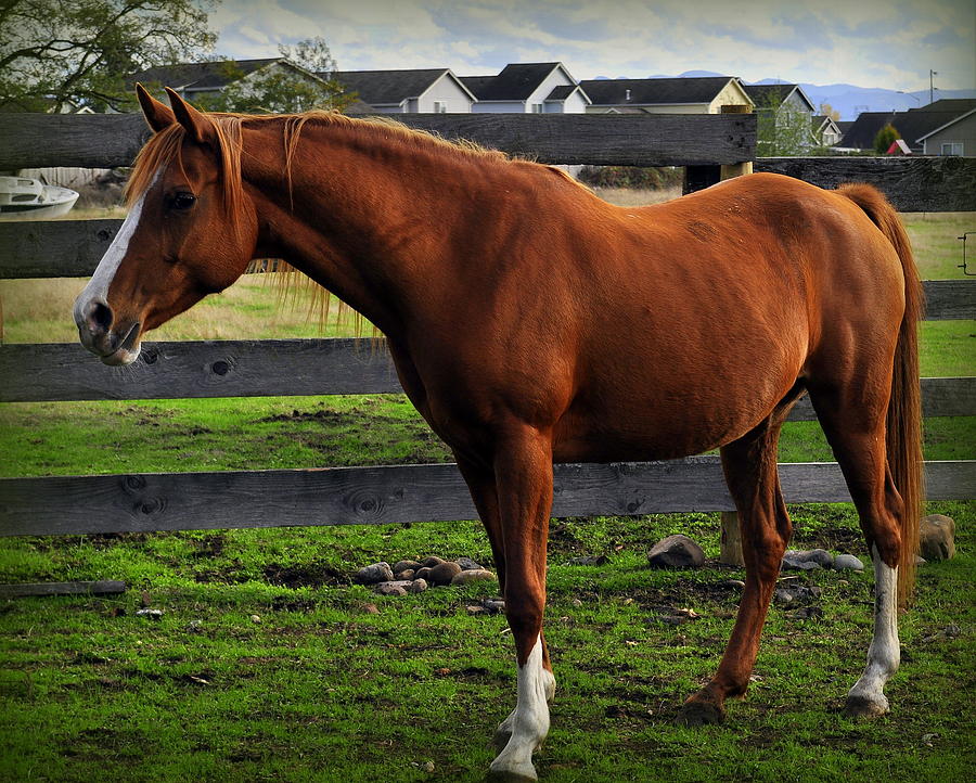 A Fine Horse Photograph by Tikvahs Hope