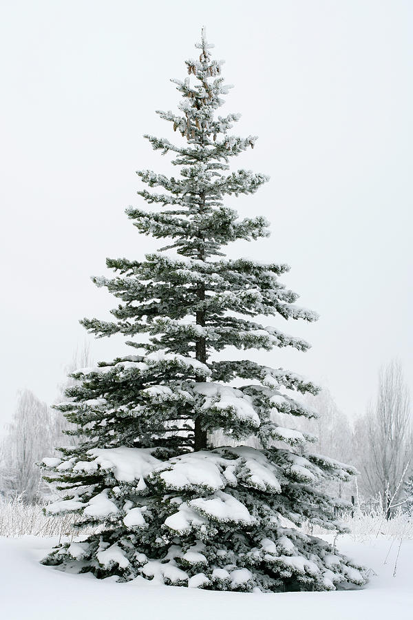 A Fir Tree Covered In Snow Outside Photograph by Viorika