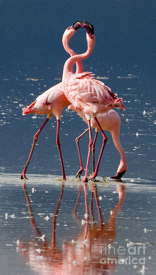 A Flamingo Conversation Photograph by J L Woody Wooden - Fine Art America