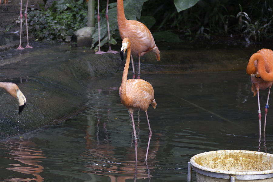 A Flamingo in the small lake in their exhibit in the Jurong Bird Park Photograph by Ashish Agarwal