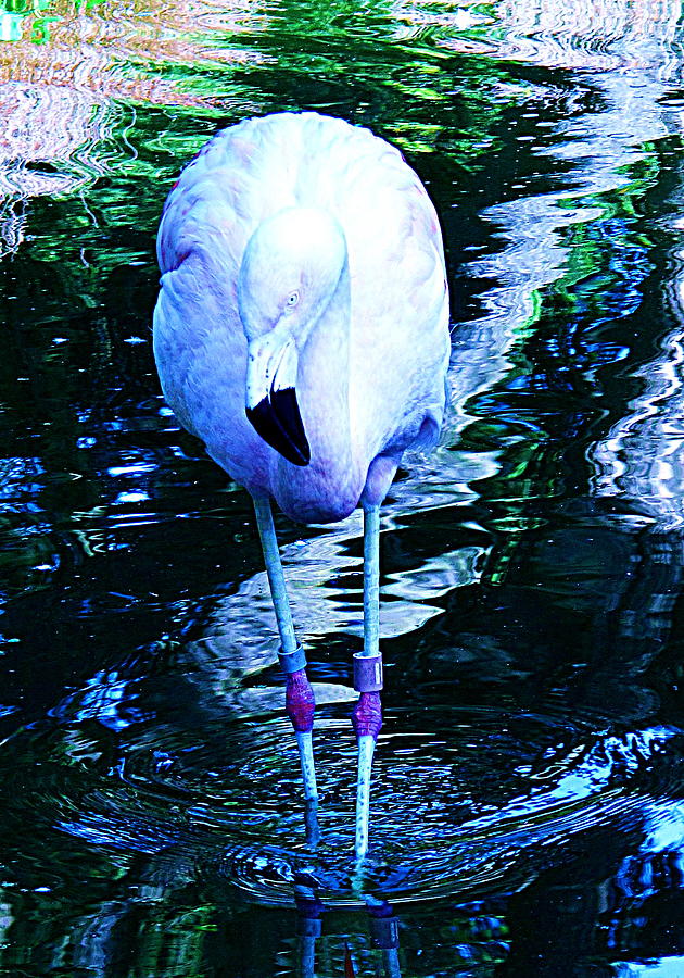 A Flamingo On A Watery Stroll. Photograph by John King I I I