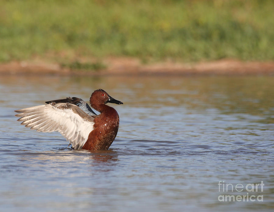 A flap of Cinnamon Photograph by Ruth Jolly